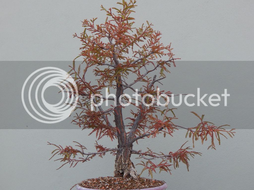 DSCN2896_zpsqvj1ehx5.jpg