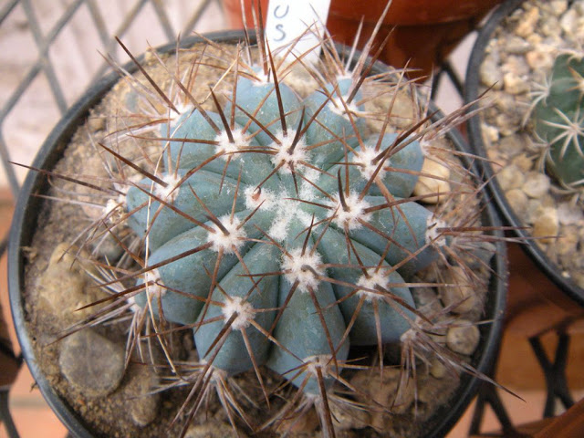 DSCN2898.JPG