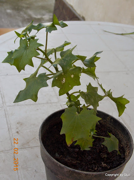 DSCN2899.JPG