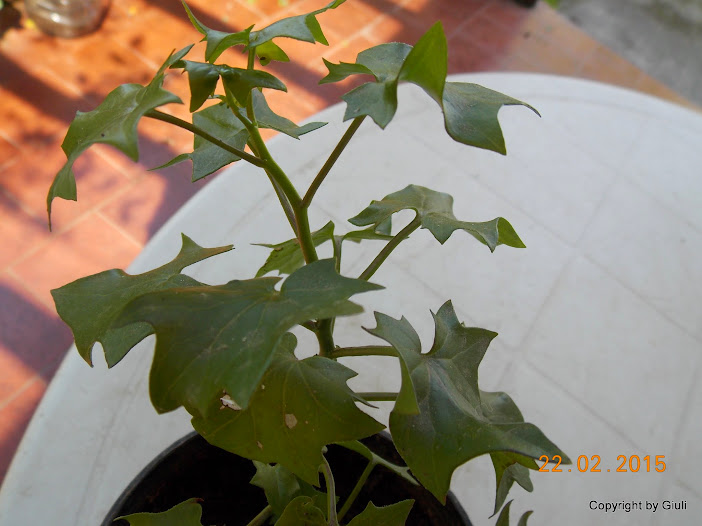 DSCN2900.JPG