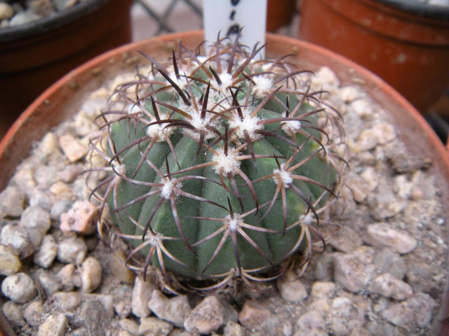 DSCN2901.JPG