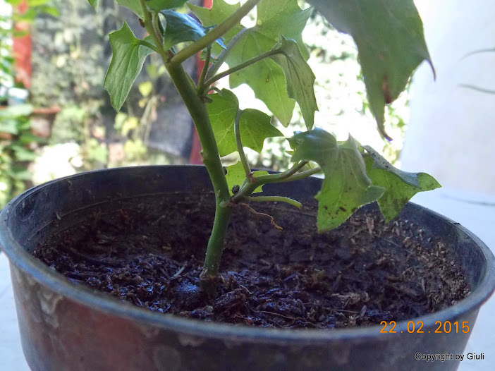 DSCN2901.JPG