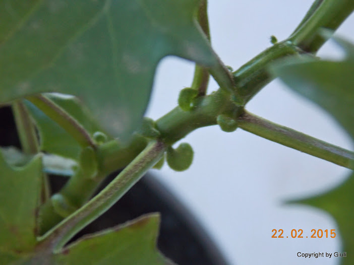 DSCN2903.JPG