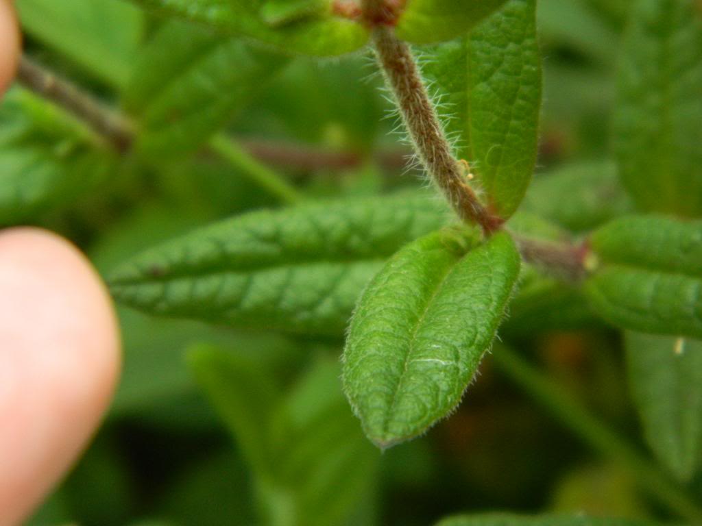 DSCN2934.jpg