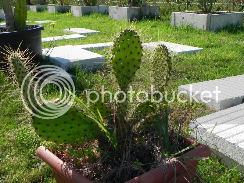 DSCN2934_zpsucdketgc.jpg