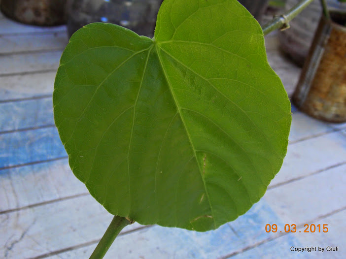 DSCN2941.JPG