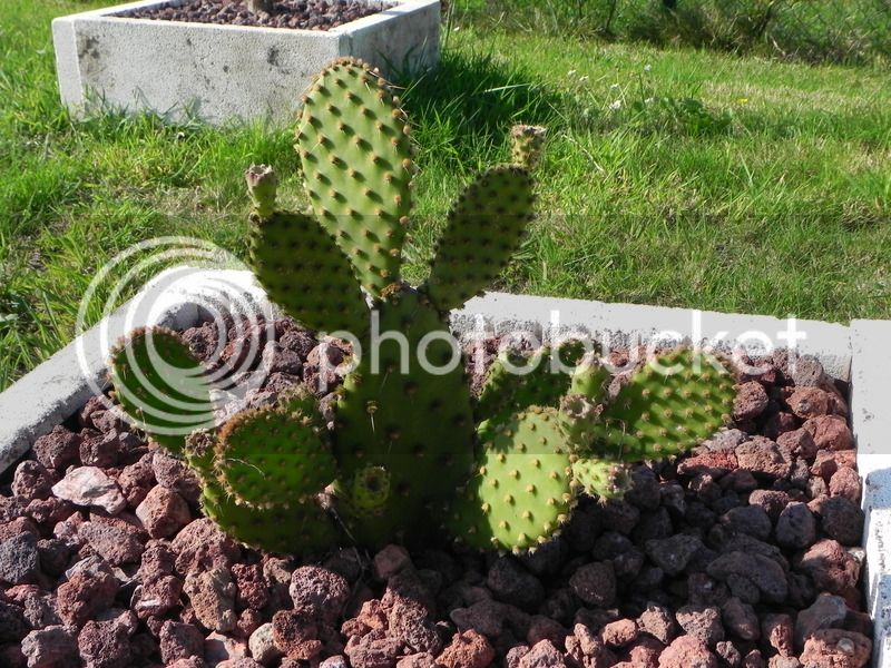 DSCN2942_zpsdm2kflcn.jpg