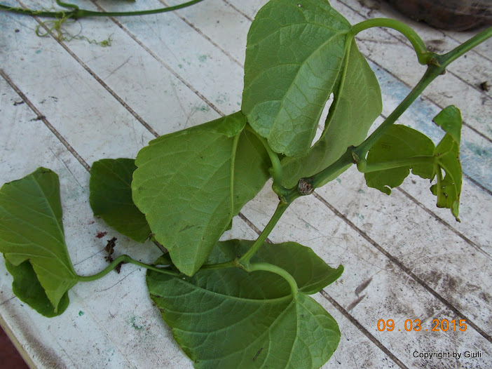 DSCN2943.JPG