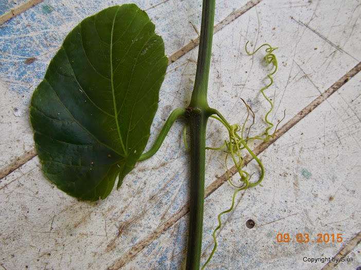 DSCN2944.JPG
