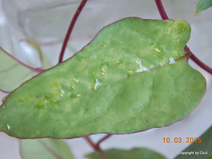 DSCN2952.JPG