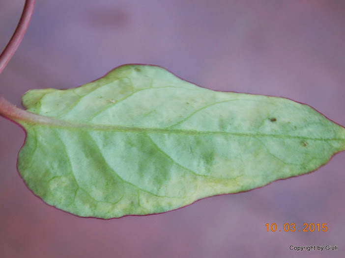 DSCN2953.JPG