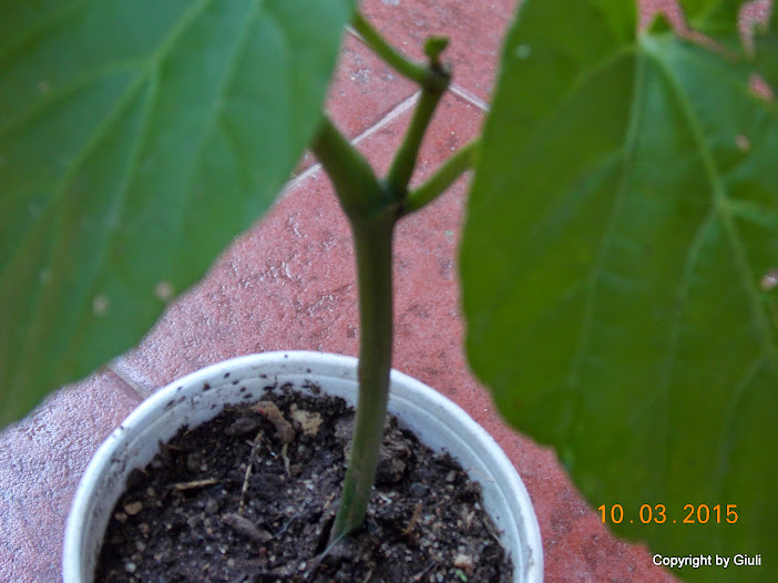 DSCN2961.JPG