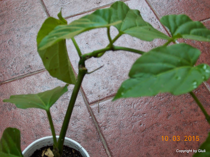 DSCN2962.JPG