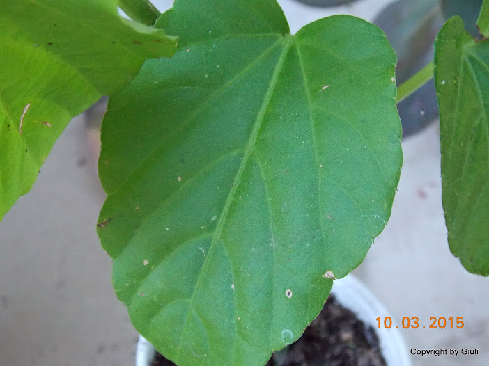 DSCN2963.JPG