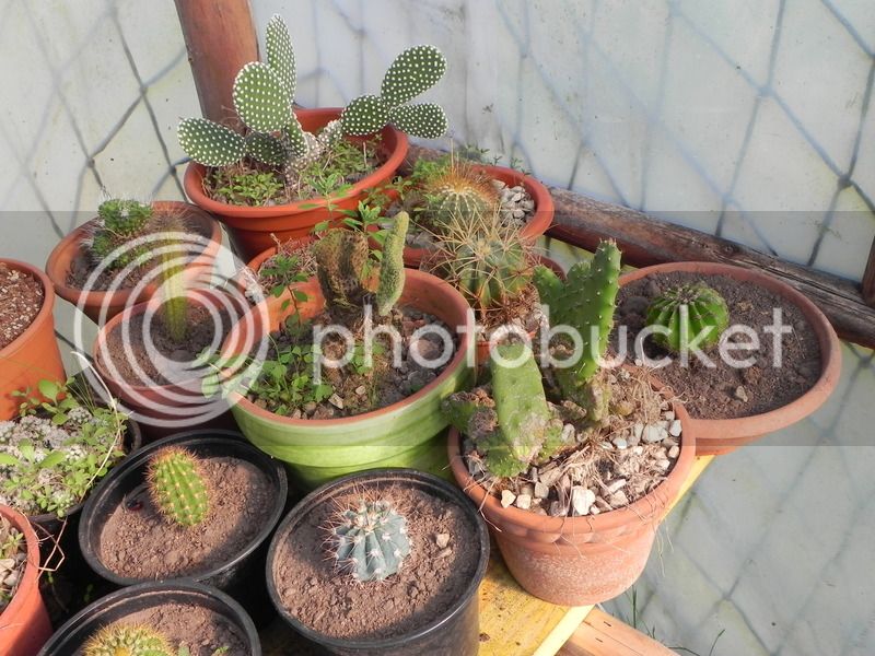 DSCN2970_zpsdkzks48b.jpg