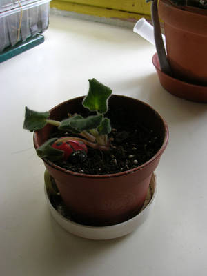 DSCN2975.jpg
