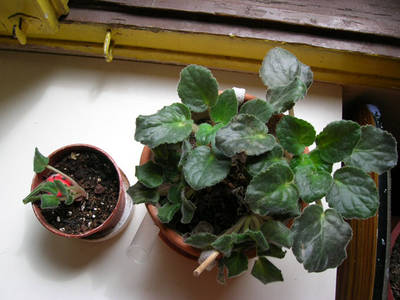 DSCN2976.jpg