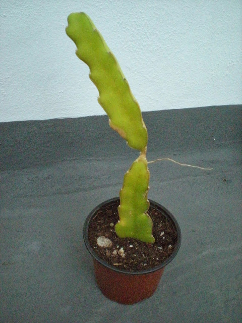 DSCN2989.JPG