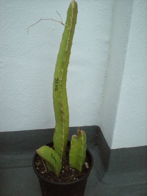 DSCN2992.JPG