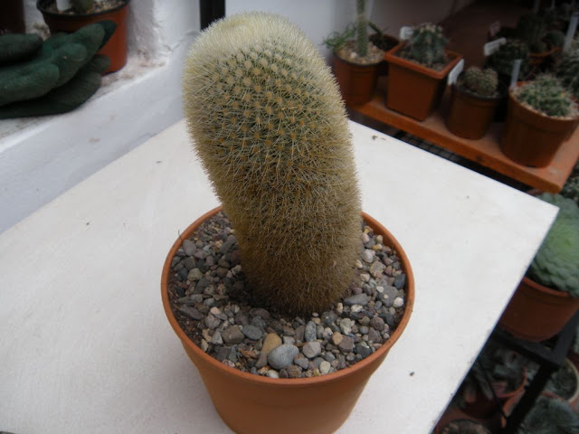 DSCN3023.JPG