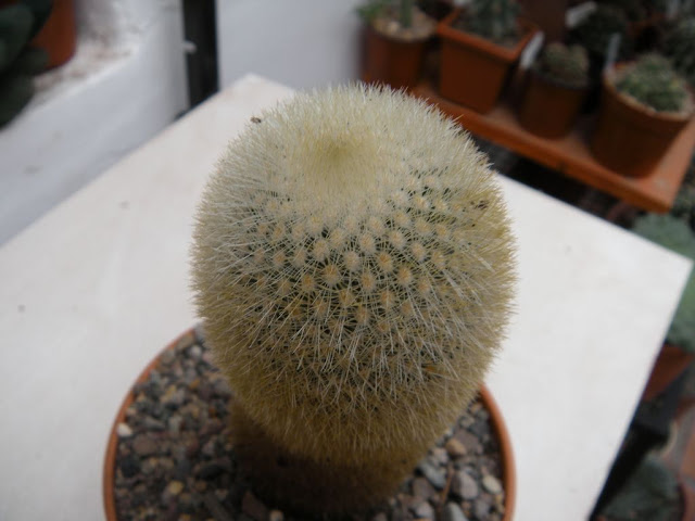 DSCN3024.JPG