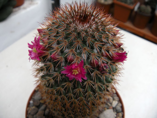 DSCN3026.JPG