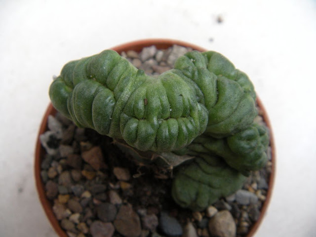DSCN3031.JPG