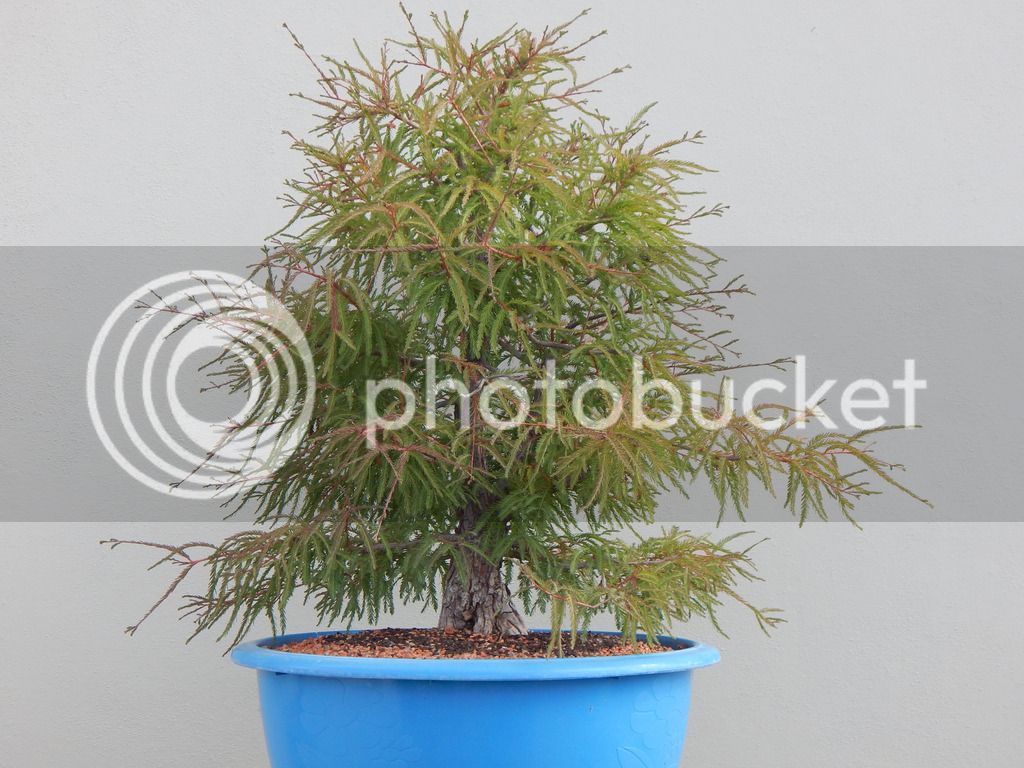DSCN3076_zps1epgasve.jpg