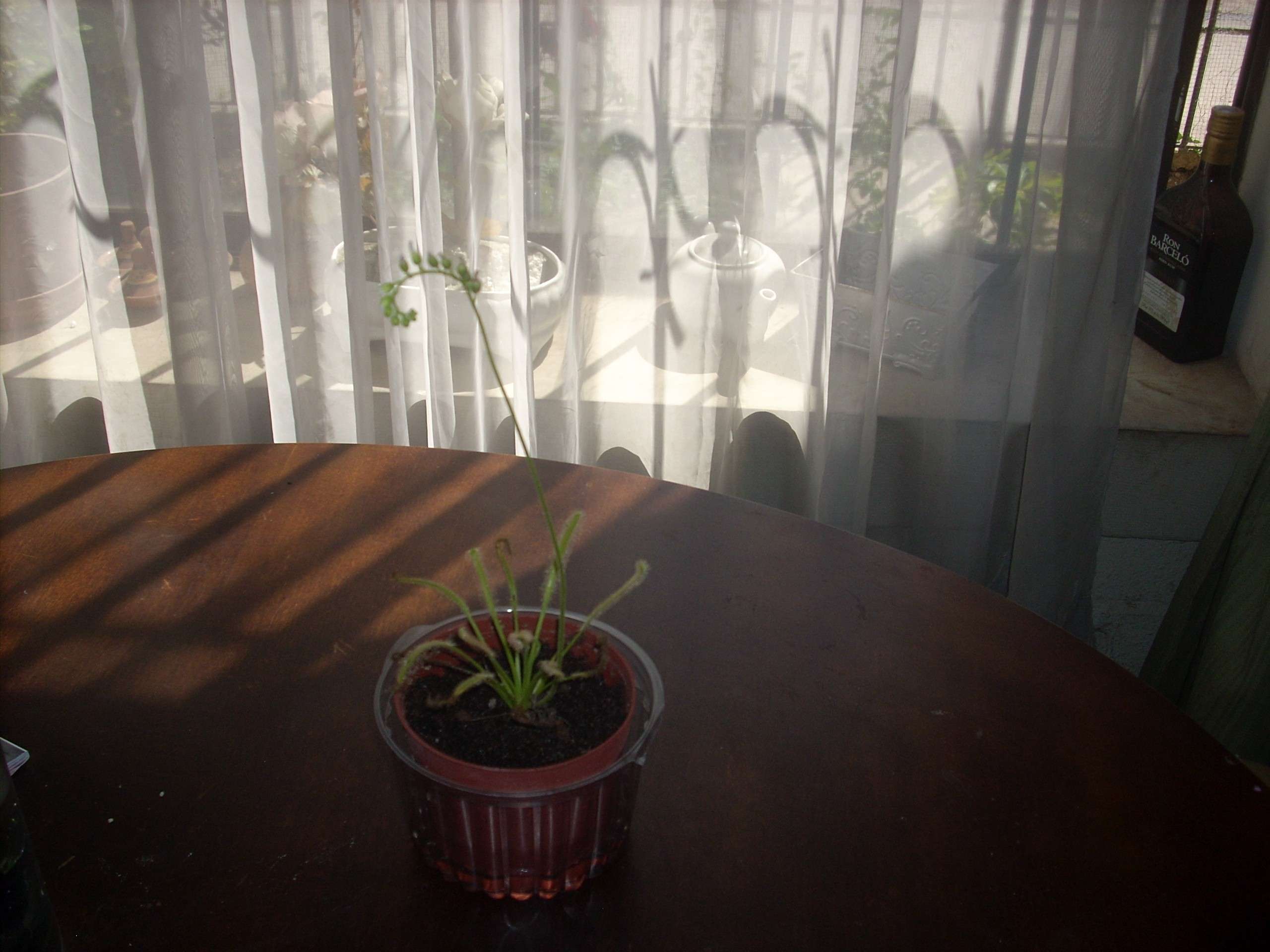dscn3116.jpg