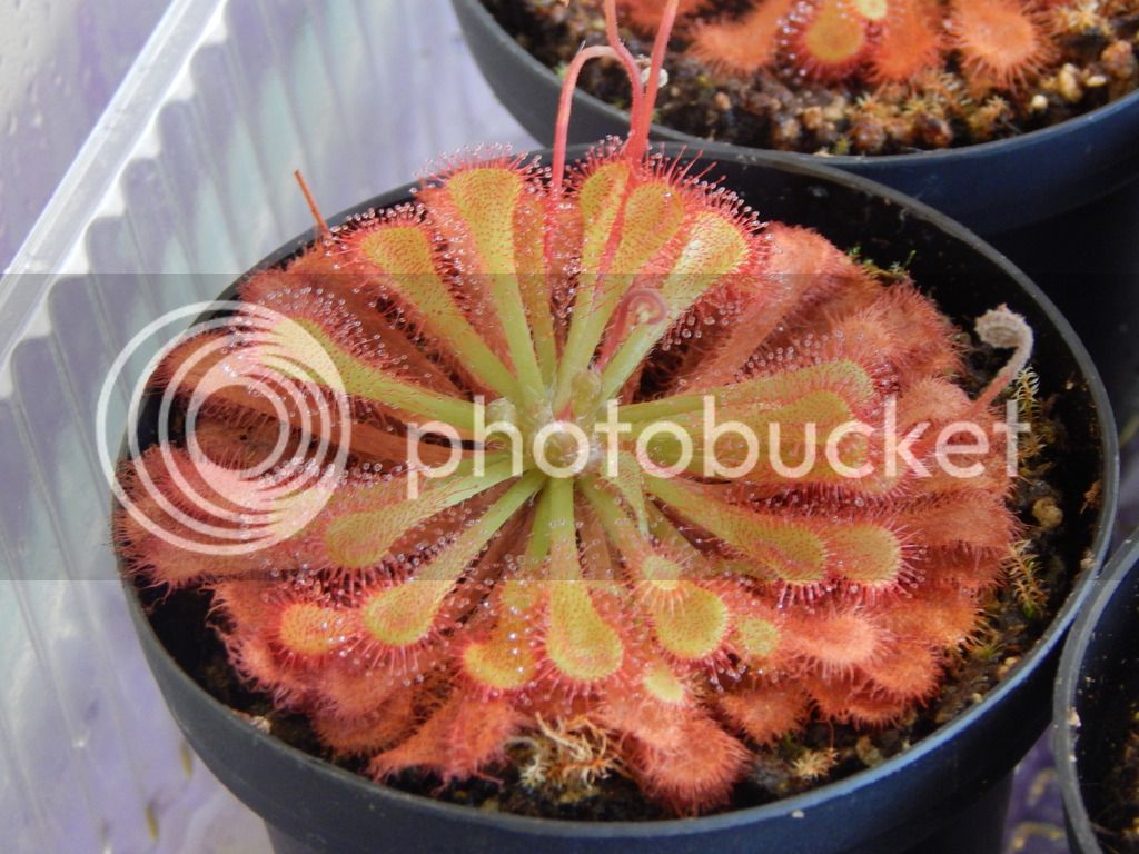 DSCN3132_zpse6o11fqb.jpg