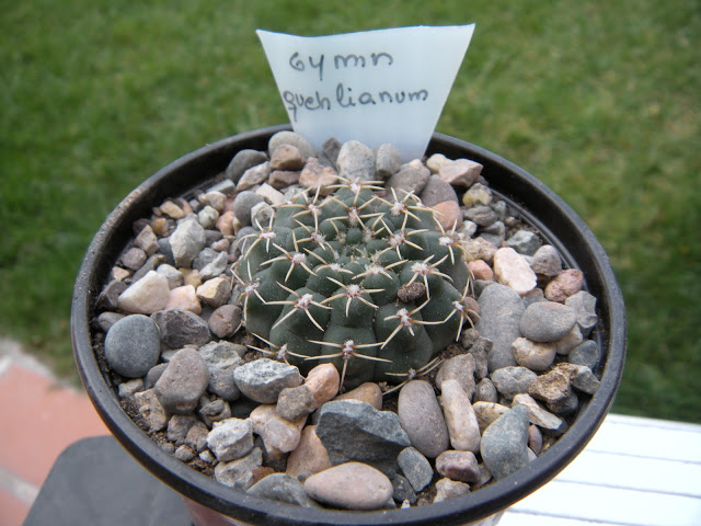 DSCN3375.JPG