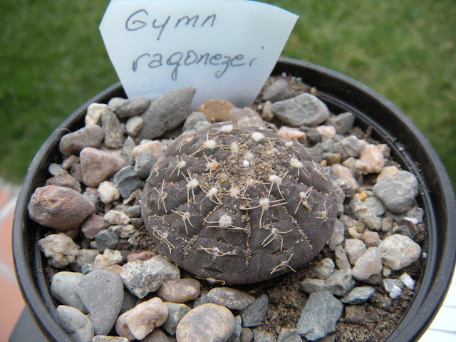 DSCN3385.JPG