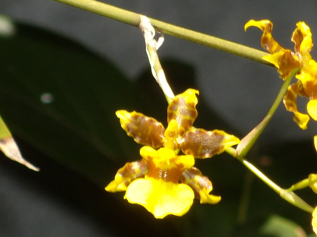 DSCN3387.jpg