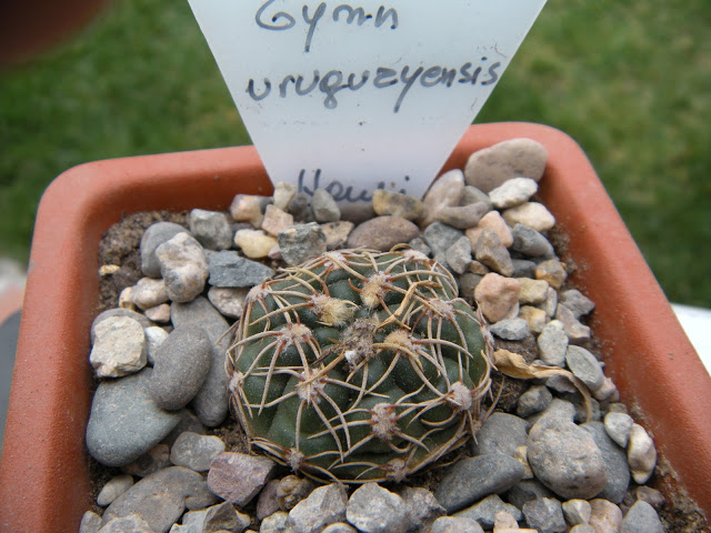 DSCN3387.JPG