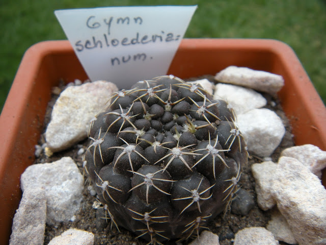 DSCN3388.JPG