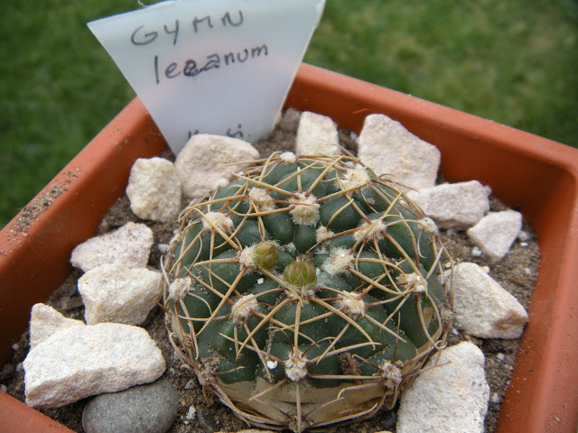 DSCN3394.JPG