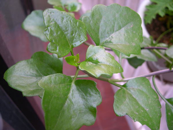DSCN3398.JPG