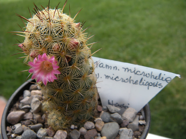 DSCN3403.JPG