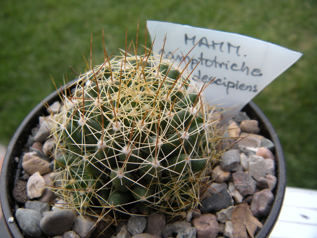 DSCN3406.JPG