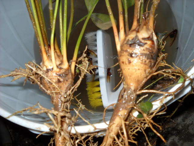 DSCN3408.jpg