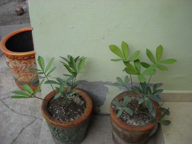 DSCN3409.jpg