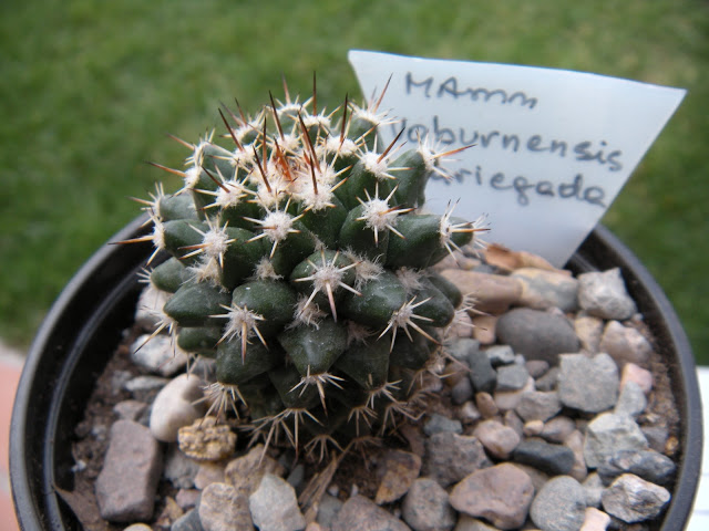 DSCN3410.JPG