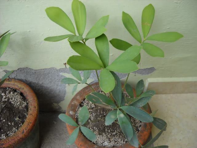 DSCN3410.jpg