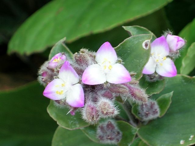 DSCN3411.jpg