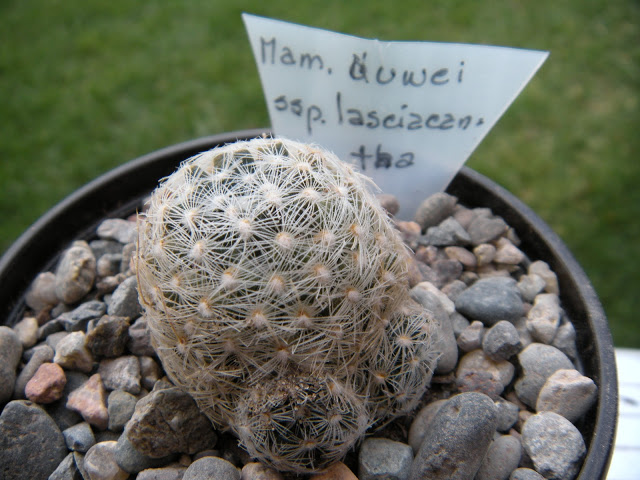 DSCN3411.JPG