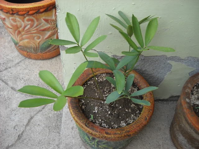 DSCN3411.jpg