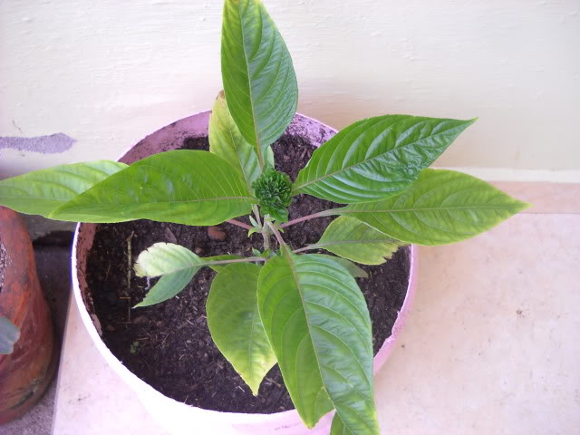 DSCN3414.jpg