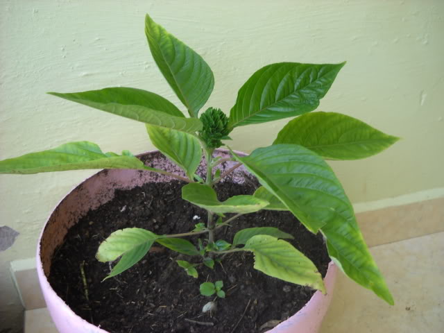 DSCN3415.jpg