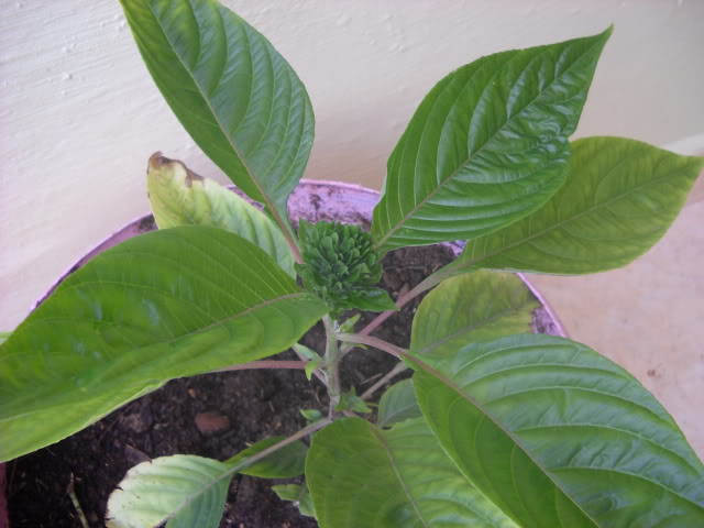 DSCN3416.jpg