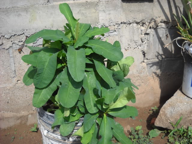 DSCN3417.jpg